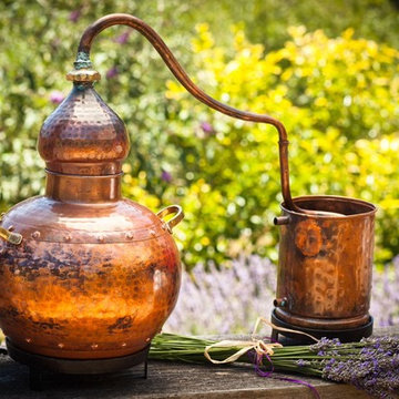 Lavender Harvest for Organic, Biodynamic Essential Oil Distillation
