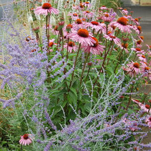 Garden Plants