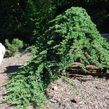 Juniperus 'Procumbens nana' grafted onto a standard.
