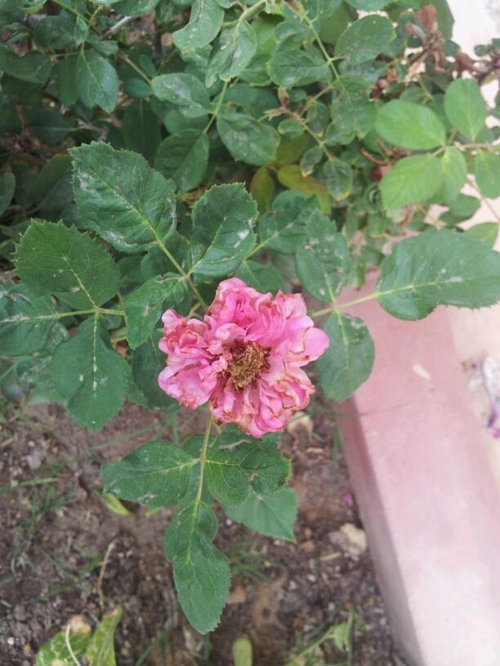 What's wrong with my rose bush?