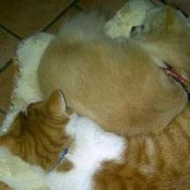 Gilda Ruffo's photo