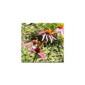 Ann Taormina's photo