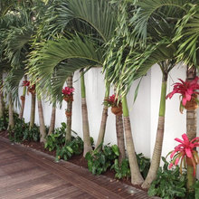 Palm tree miami landscape ideas