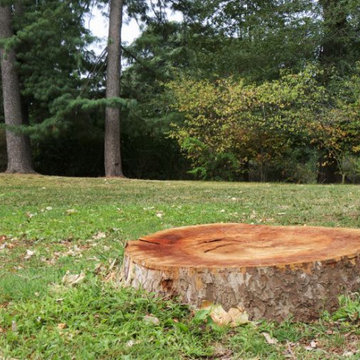 Tree Services in Boston