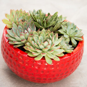 Container Designs and Ideas