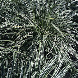 Current Featured Plants - Products