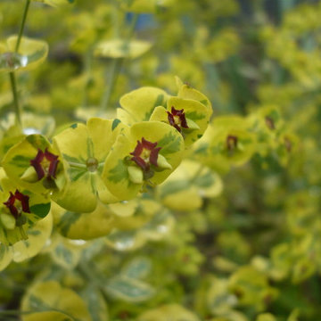 Workhorse Plants