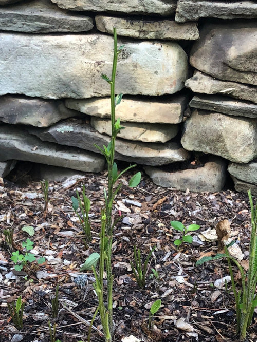 Bunnies eating black eyed susans