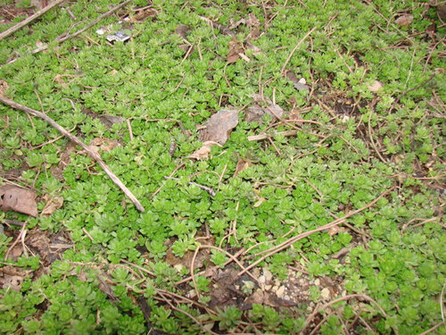 ground cover - very low growing, green leaves, tiny yellow flowers,