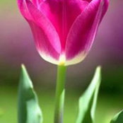 Foto de Ginny Gerace
