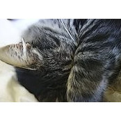 Intergalactic Spacecats billede