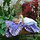 Jennifer Wright Cawthorne