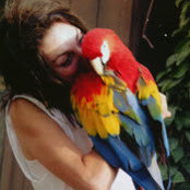 20 Parrots foto