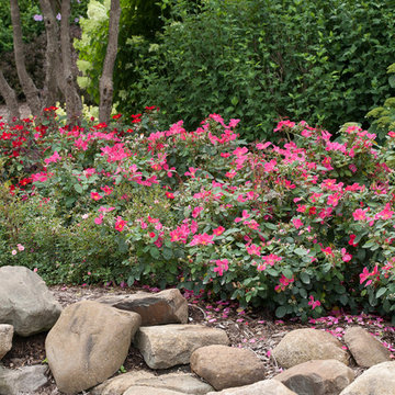 Home Run® Pink Landscape Rose