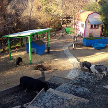 Pig Pens