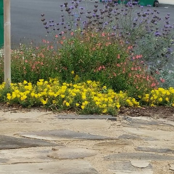 Mission Viejo Front Yard