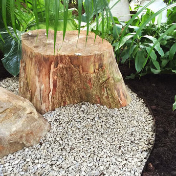 Cordyline border