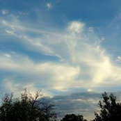 Olea Olea's photo