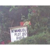 Muthee Karuris billede