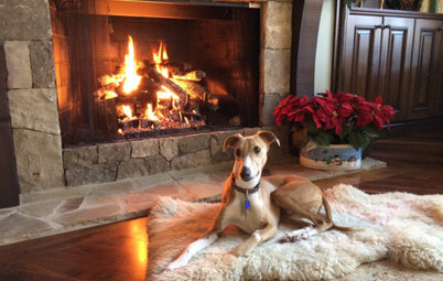 30 Dogs and Cats Cozying Up for the Holidays