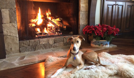 30 Dogs and Cats Cozying Up for the Holidays