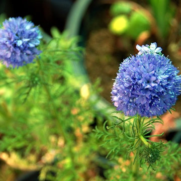 Gilia capitata, Globe gilia