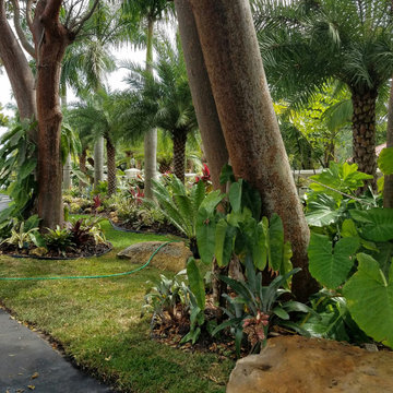 Canary & Bromeliad Landscape