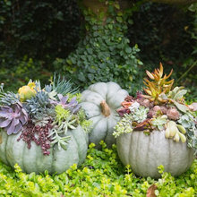 Fall decorations