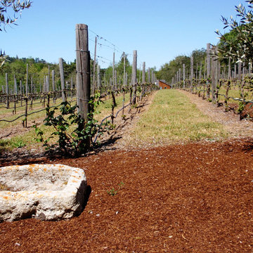 Residiential private vineyards designed, constructed, installed and managed