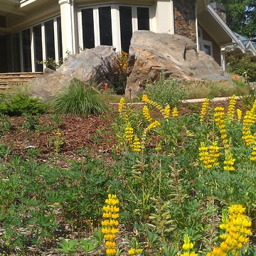 Native lupine surrounding the house