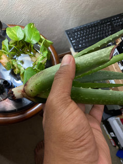 Aloe Vera : new plant accident , now NO ROOTS | Houzz Forum