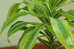 Sick dracaena with spots, really need some treatment advice :( | Houzz Forum