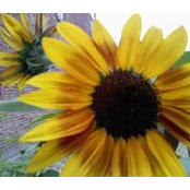 Rhonda Verch's photo