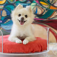 Pet Lounge Studios's profile photo