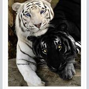 Foto von Janet Rocha