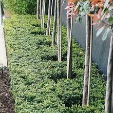 Landscaping
