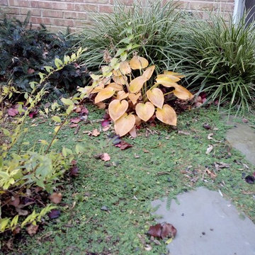 Small Urban Garden