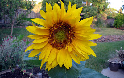 Summer Crops: How to Grow Sunflowers