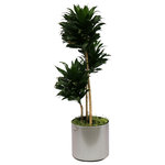 Scape Supply - Live 3' Janet Craig Compacta Package, Chrome - This variety of Janet Craig is called a 'Compacta' due to it's small compact layering of leaves.  The heads have a resemblance of the tops of pineapples and are very easy to maintain.  This plant comes in a 12 inch professional plastic planter and stands 3 foot tall.  It is elegant and fits nicely in any space.