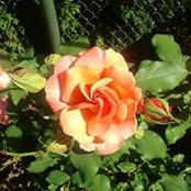 Kate Toomey's photo