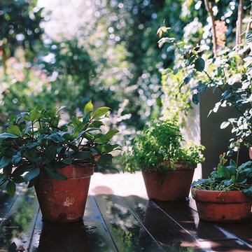 Roof Garden