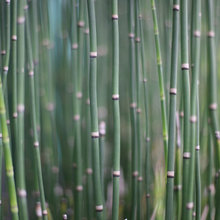 Horsetail Equisetum ~ Juncus Effusus ~