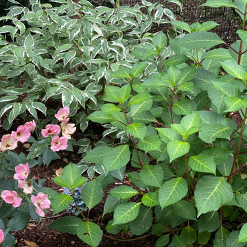 pink knockout rose, variegated red twig dogwood, hydrangea