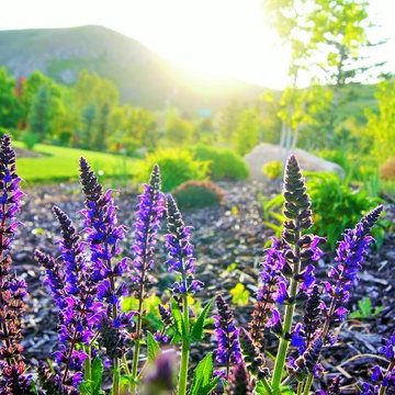 Luxury Outdoor Living Landscape