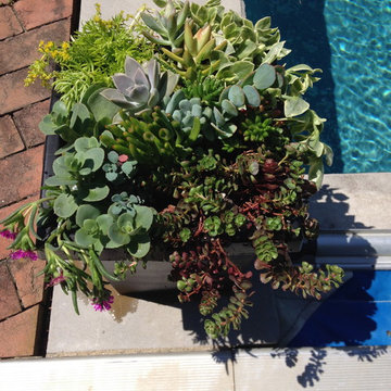 Container Gardens