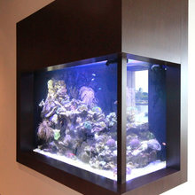 Fish tank
