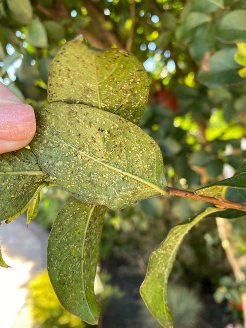 Crepe myrtle infested with yellow jackets