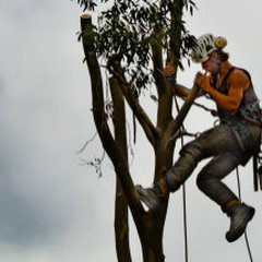 Polk Tree Removal LLC