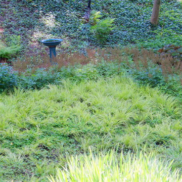 Bog Garden