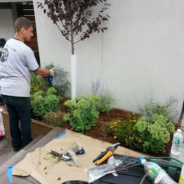 Manhattan Rooftop garden planting